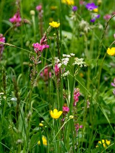 Preview wallpaper wild flowers, flowers, grass