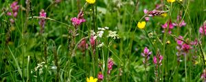 Preview wallpaper wild flowers, flowers, grass