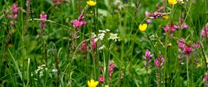 Preview wallpaper wild flowers, flowers, grass