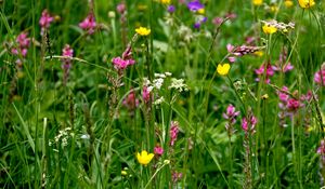 Preview wallpaper wild flowers, flowers, grass