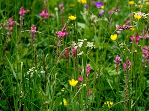 Preview wallpaper wild flowers, flowers, grass