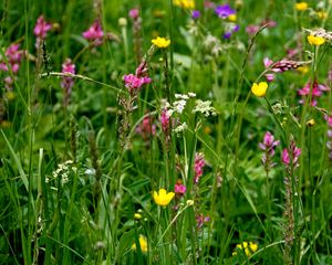 Preview wallpaper wild flowers, flowers, grass