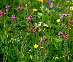 Preview wallpaper wild flowers, flowers, grass