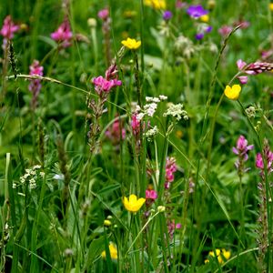 Preview wallpaper wild flowers, flowers, grass