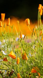 Preview wallpaper wild flowers, flowers, grass, summer, yellow