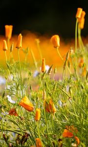 Preview wallpaper wild flowers, flowers, grass, summer, yellow