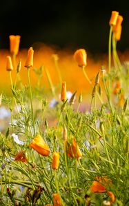 Preview wallpaper wild flowers, flowers, grass, summer, yellow