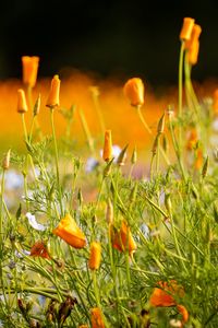 Preview wallpaper wild flowers, flowers, grass, summer, yellow