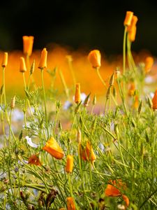 Preview wallpaper wild flowers, flowers, grass, summer, yellow