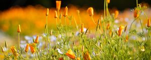 Preview wallpaper wild flowers, flowers, grass, summer, yellow