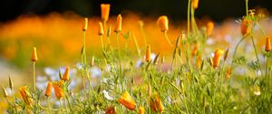 Preview wallpaper wild flowers, flowers, grass, summer, yellow