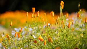 Preview wallpaper wild flowers, flowers, grass, summer, yellow