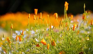 Preview wallpaper wild flowers, flowers, grass, summer, yellow