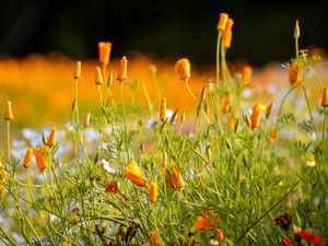 Preview wallpaper wild flowers, flowers, grass, summer, yellow