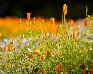 Preview wallpaper wild flowers, flowers, grass, summer, yellow