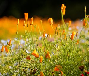 Preview wallpaper wild flowers, flowers, grass, summer, yellow