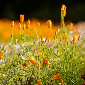 Preview wallpaper wild flowers, flowers, grass, summer, yellow