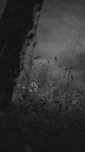 Preview wallpaper wild flowers, flowers, nature, black and white