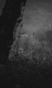 Preview wallpaper wild flowers, flowers, nature, black and white