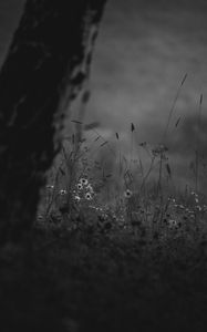 Preview wallpaper wild flowers, flowers, nature, black and white