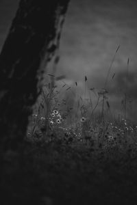 Preview wallpaper wild flowers, flowers, nature, black and white