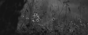 Preview wallpaper wild flowers, flowers, nature, black and white