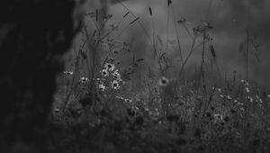 Preview wallpaper wild flowers, flowers, nature, black and white