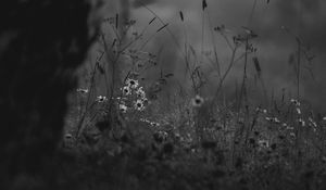 Preview wallpaper wild flowers, flowers, nature, black and white