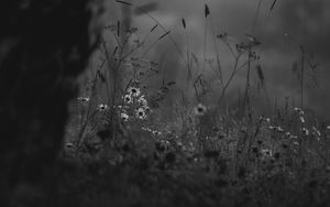 Preview wallpaper wild flowers, flowers, nature, black and white