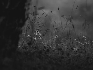 Preview wallpaper wild flowers, flowers, nature, black and white