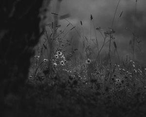 Preview wallpaper wild flowers, flowers, nature, black and white