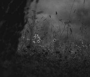 Preview wallpaper wild flowers, flowers, nature, black and white