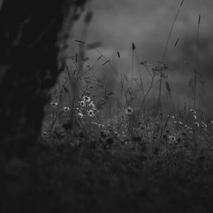 Preview wallpaper wild flowers, flowers, nature, black and white