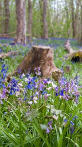 Preview wallpaper wild flowers, flowers, plants, field, trees