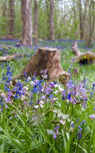 Preview wallpaper wild flowers, flowers, plants, field, trees