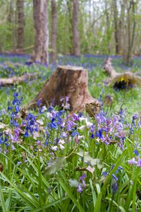 Preview wallpaper wild flowers, flowers, plants, field, trees