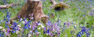 Preview wallpaper wild flowers, flowers, plants, field, trees