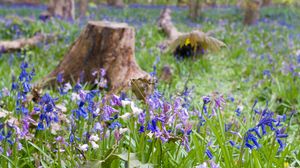 Preview wallpaper wild flowers, flowers, plants, field, trees