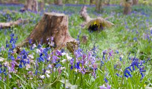 Preview wallpaper wild flowers, flowers, plants, field, trees