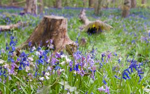 Preview wallpaper wild flowers, flowers, plants, field, trees