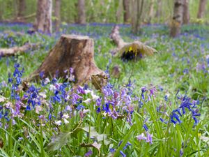 Preview wallpaper wild flowers, flowers, plants, field, trees