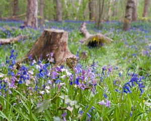 Preview wallpaper wild flowers, flowers, plants, field, trees