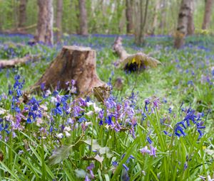 Preview wallpaper wild flowers, flowers, plants, field, trees