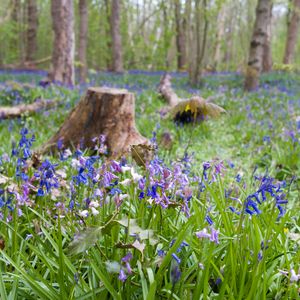 Preview wallpaper wild flowers, flowers, plants, field, trees