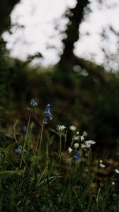 Preview wallpaper wild flowers, flowers, plants, macro, nature