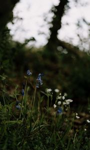 Preview wallpaper wild flowers, flowers, plants, macro, nature