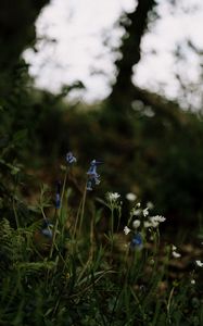 Preview wallpaper wild flowers, flowers, plants, macro, nature