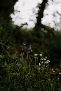 Preview wallpaper wild flowers, flowers, plants, macro, nature