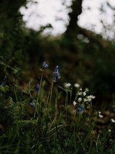 Preview wallpaper wild flowers, flowers, plants, macro, nature