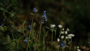 Preview wallpaper wild flowers, flowers, plants, macro, nature